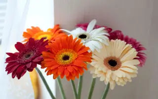 All About Gerbera Flower