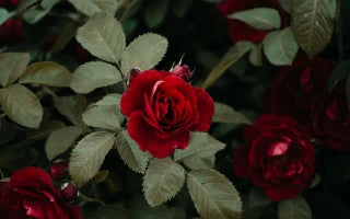 The Timeless Meaning of Roses: Why They Shine in Every Celebration