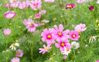 The Bright, Beautiful, and Easy-Care Cosmos Flowers