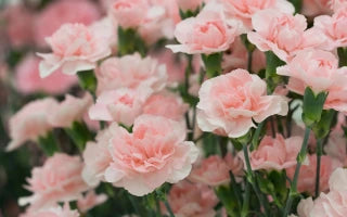 The Timeless Philosophy of Carnation Flowers