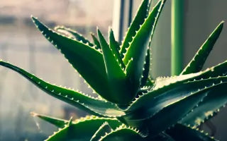 Aloe Vera a Magical Plant for Beauty, Health, and Decoration