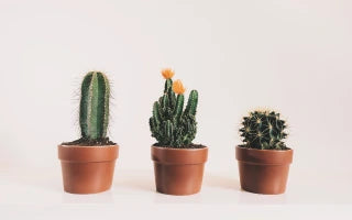 Cactus As A Gift: Philosophy And Uniqueness Of Each Type