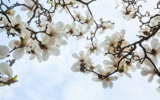 The Significance of Magnolia Flowers