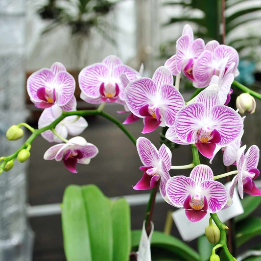 Types of Orchids: A Stunning Gift for Every Occasion