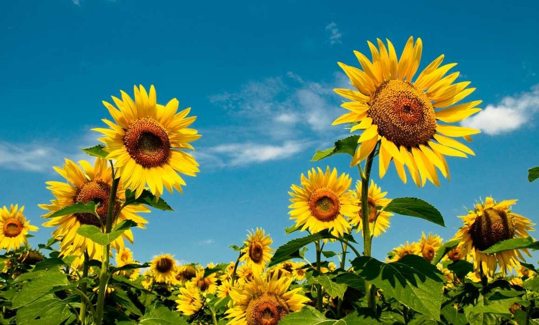 Dive into the Magnificent Visual and Benefits of Sunflowers
