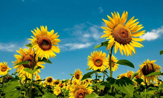 Dive into the Magnificent Visual and Benefits of Sunflowers