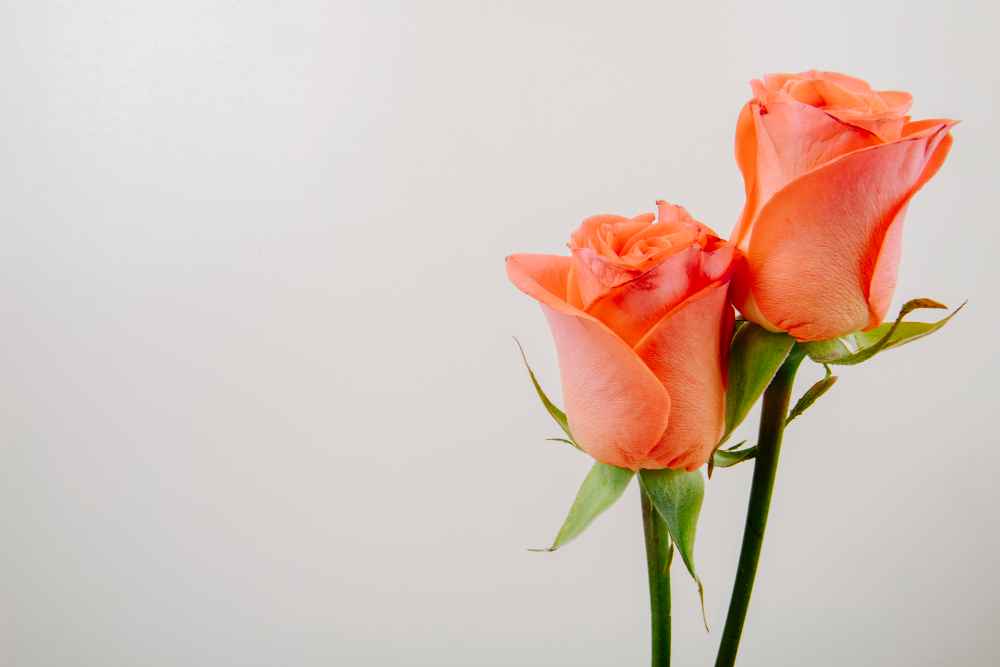 Orange Roses Meaning and Symbolism