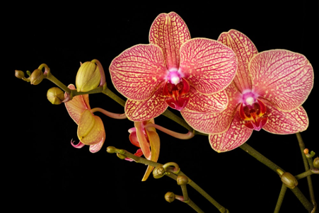 Orchids Are A Symbol Of Fertility This Year And Here's How To Care For Orchids Indoors
