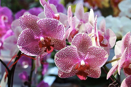 5 Exotic Orchids Found Only in Malaysia