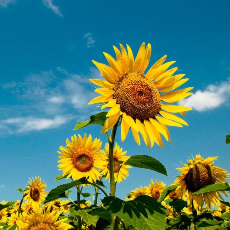 Sunflower, the Flower as Bright as the Sunshine