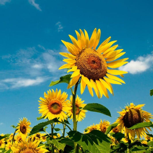 Sunflower, the Flower as Bright as the Sunshine
