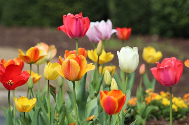 Tulip, Its Meaning and Identity