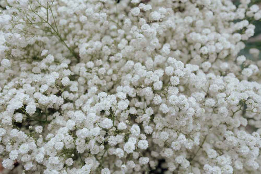 8 Facts You Should Know About the Everlasting Love Flower, Baby’s Breath