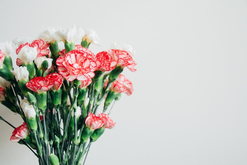 5 Unique Facts Behind Carnation - Which One Has Deep Meaning?