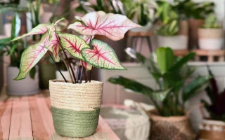 Get To Know More About The Popular Caladium