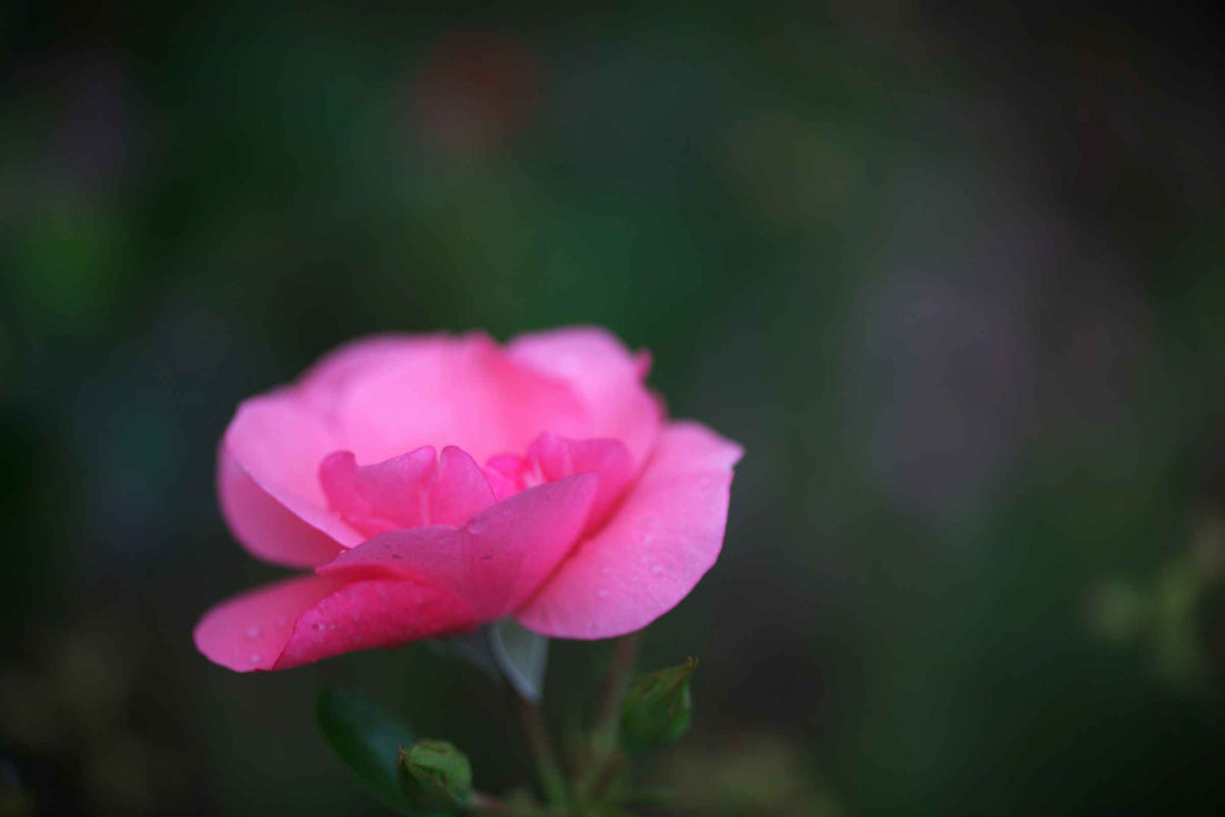 7 Types of Condolence Flowers You Can Rely On