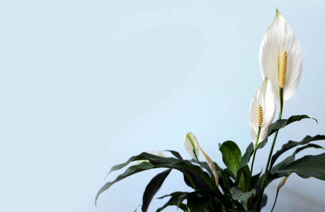 Finding Your Peace with Peace Lily