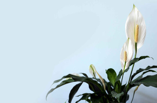Finding Your Peace with Peace Lily