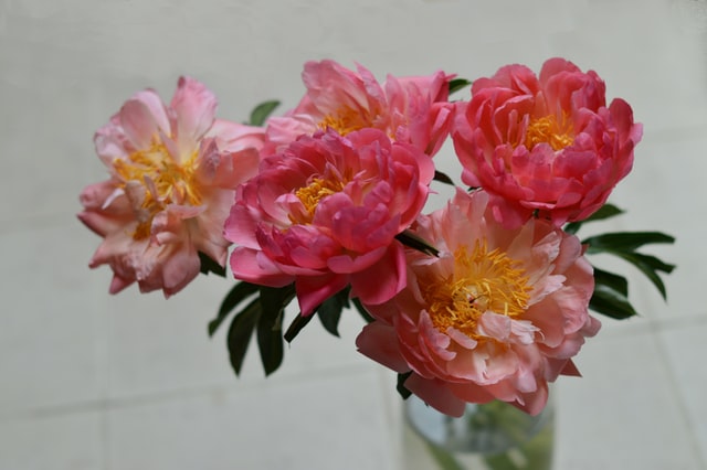 Peonies Bouquet for Your Wedding Day
