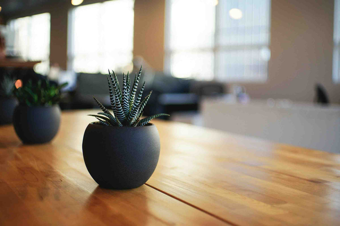 Office Plants That Will Lift Your Spirit
