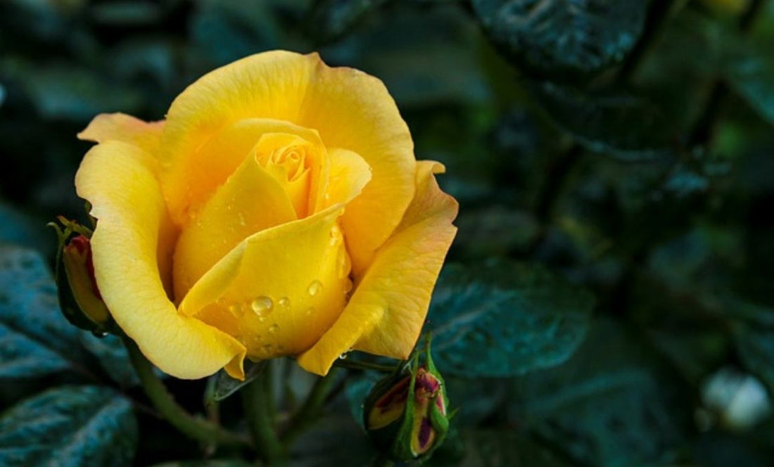 Yellow Roses Bouquet, A Gift to Strengthen Friendship