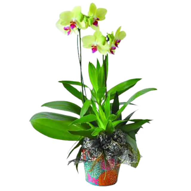 fa-sync-v1:916a31aa984713dfeee9ebbb5f3ed47c