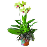 Niloofar Live Phalaenopsis Orchid - Ramadan 2026