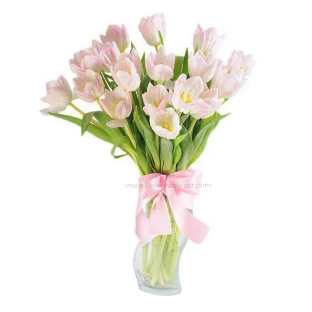 Bouquet of light pink tulips in a clear vase with a pink ribbon, fresh flower arrangement