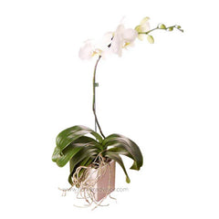 White orchid plant with green leaves in a white pot, fresh flower for delivery in Malaysia
