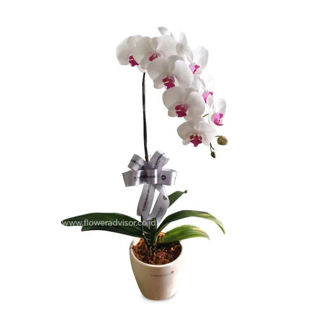 Elegant white orchid plant with pink centers in a beige pot, adorned with a branded silver ribbon