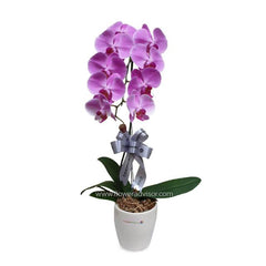 Purple orchid plant in white pot with silver ribbon from FlowerAdvisor Malaysia