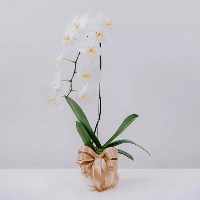 Elegant white orchid plant with yellow centers in decorative gold ribbon wrapping, perfect for flower delivery