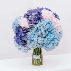 Aurora Serenade Hydrangea