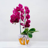 Purple orchid arrangement in yellow pot with decorative ribbon, fresh flower delivery