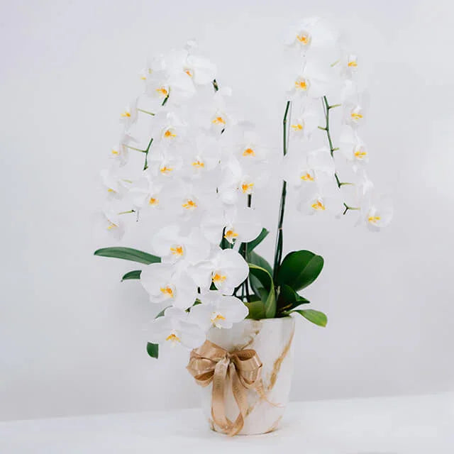 Elegant white orchid bouquet with yellow centers in marble pot, decorated with gold ribbon
