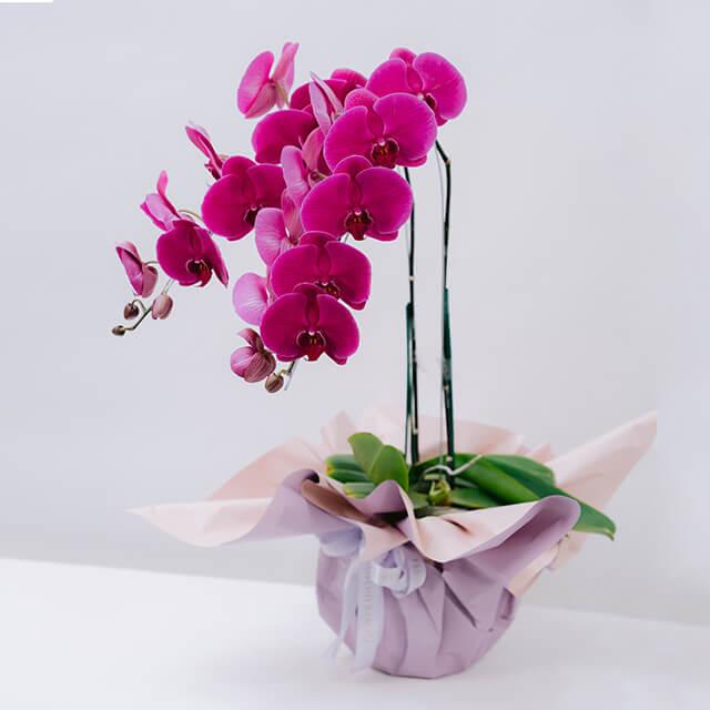 Bright pink Phalaenopsis orchid plant with multiple blooms in pastel purple and pink wrapping, ideal for flower delivery