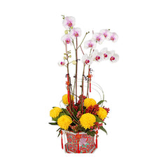 Joyous Longevity - Chinese New Year Phalaenopsis Orchid