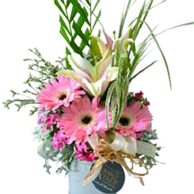 Sansli Gerberas Lilies Flower in Pot - Ramadan 2026