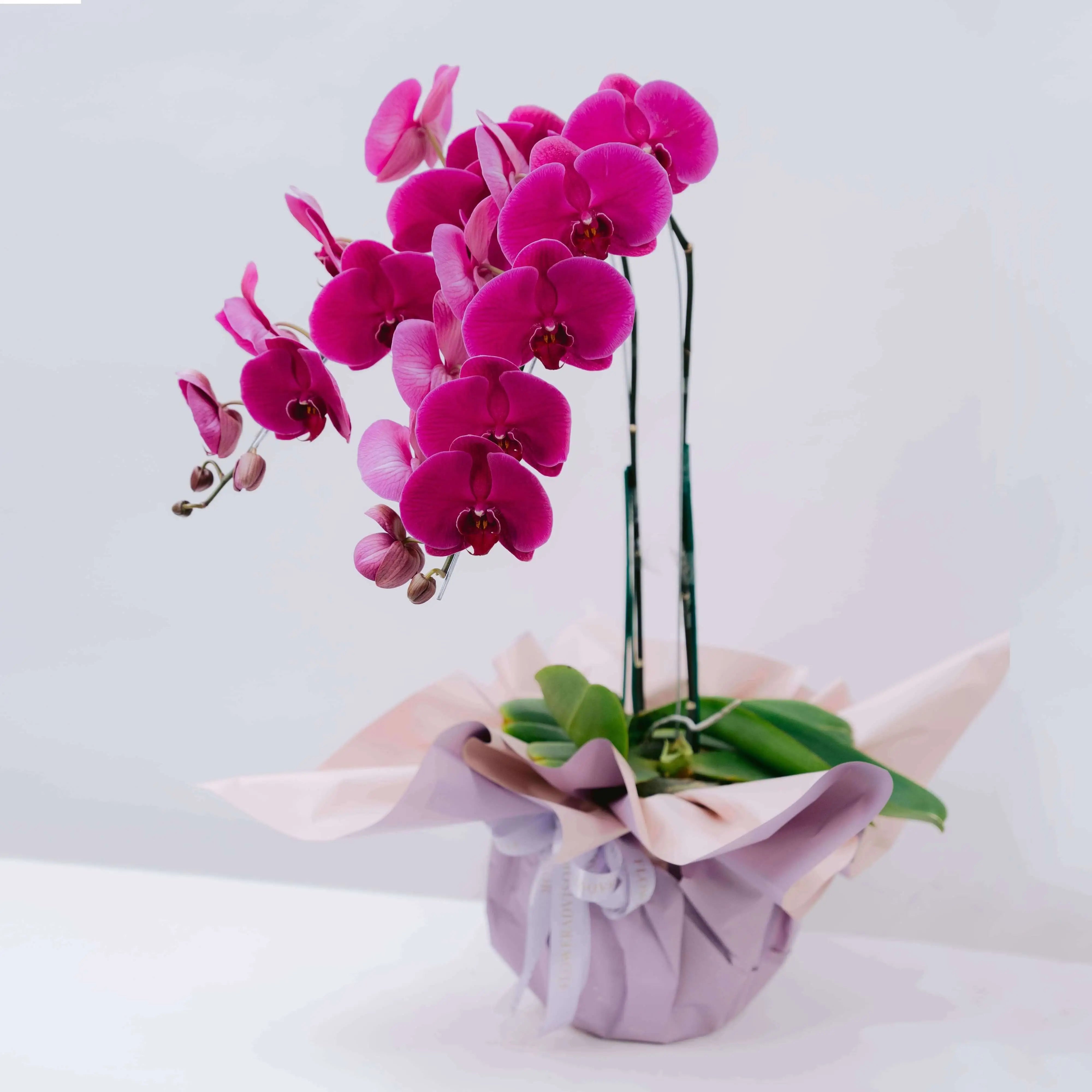 Mystic Mauve Orchid