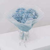 Hydrangea Ocean Serenade