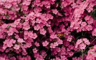 How to Choose the Perfect Flowers and Gifts for Any Recipient