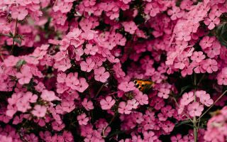 How to Choose the Perfect Flowers and Gifts for Any Recipient