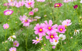 The Bright, Beautiful, and Easy-Care Cosmos Flowers