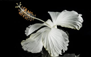 The Meaning Behind the Glorious Hibiscus Flower in Many Cultures