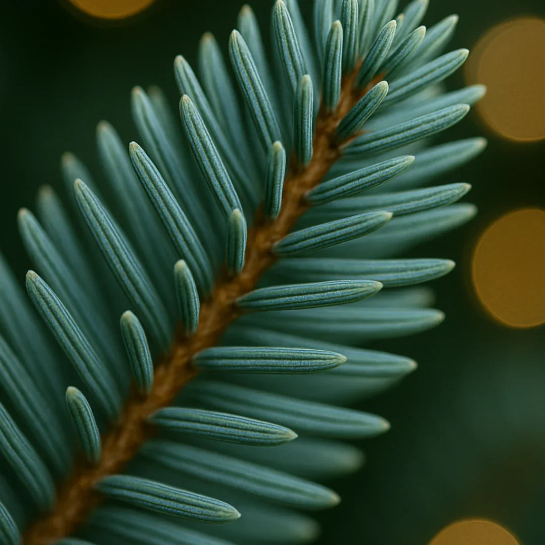 Close-up of fresh green pine branch needles with blurred golden lights background