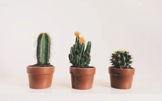 Small decorative cactus plants in pots for home or office gifting