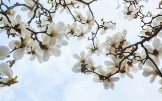 The Significance of Magnolia Flowers