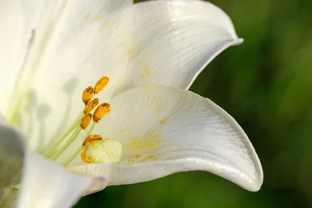 How Flowers Can Boost Your Mood and Reduce Stress