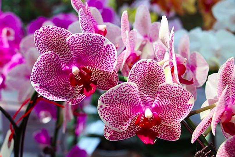 5 Exotic Orchids Found Only in Malaysia