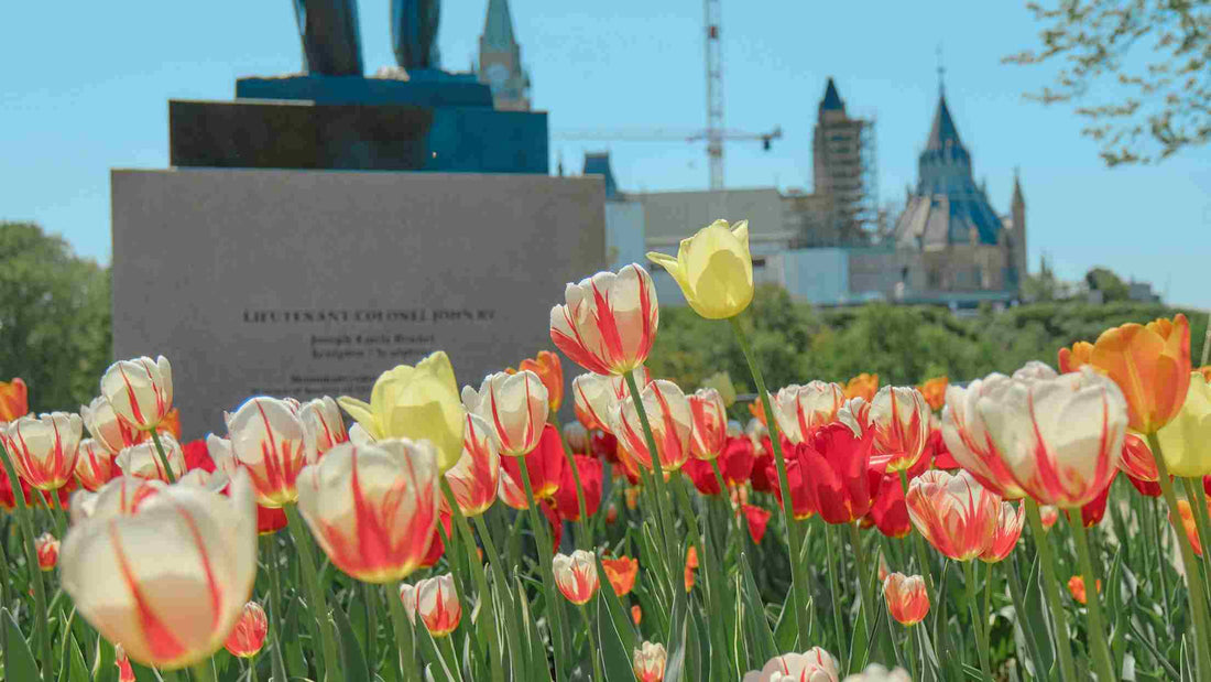 8 Things About Tulip Flower in 2024